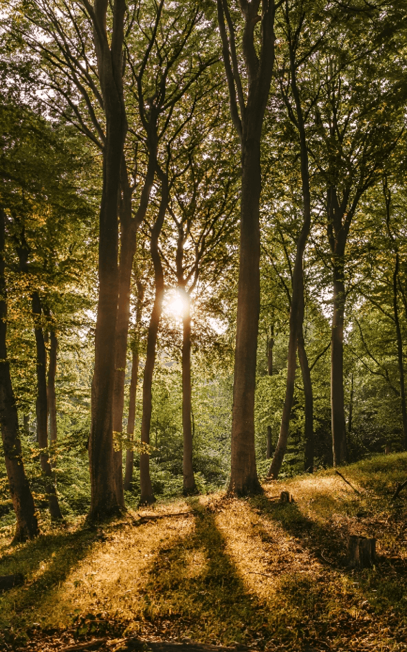 alt="View of a tranquil forest bathed in sunlight, as the sun's rays pierce through the dense canopy, casting a warm and inviting glow on the woodland floor"